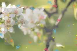 rqdii