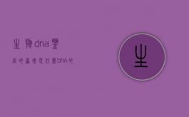 生物dna鉴定的原理是什么（DNA的鉴定原理）
